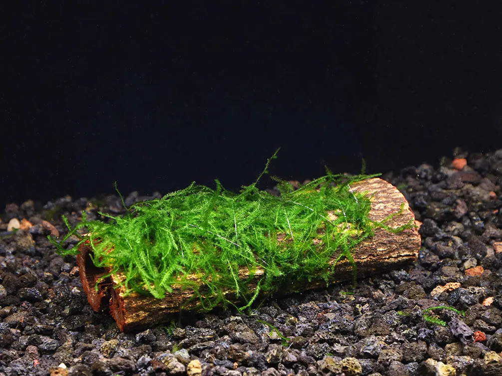 Assorted Moss on Catappa Bark, Aquatic Arts Grown