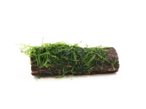 Assorted Moss on Catappa Bark, Aquatic Arts Grown