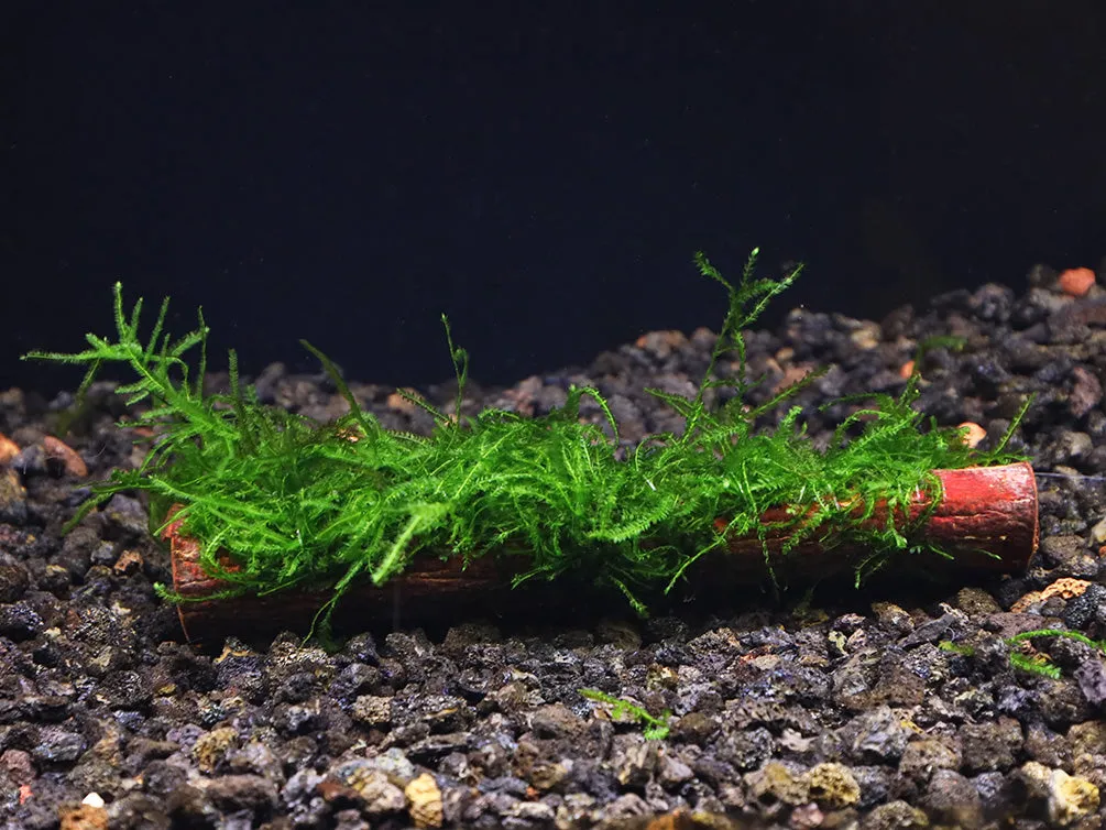 Assorted Moss on Catappa Bark, Aquatic Arts Grown