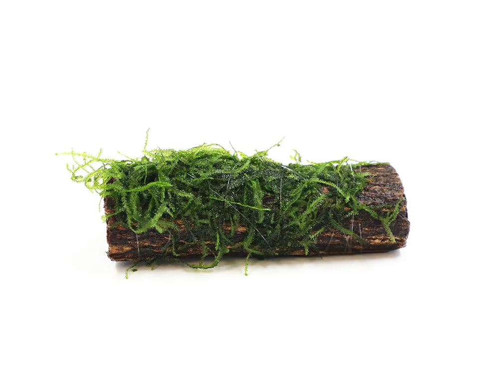 Assorted Moss on Catappa Bark, Aquatic Arts Grown