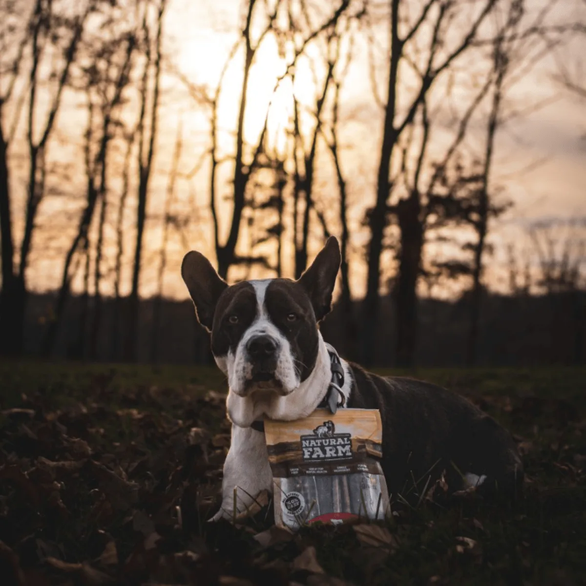 Beef Jerky Treats for Dogs