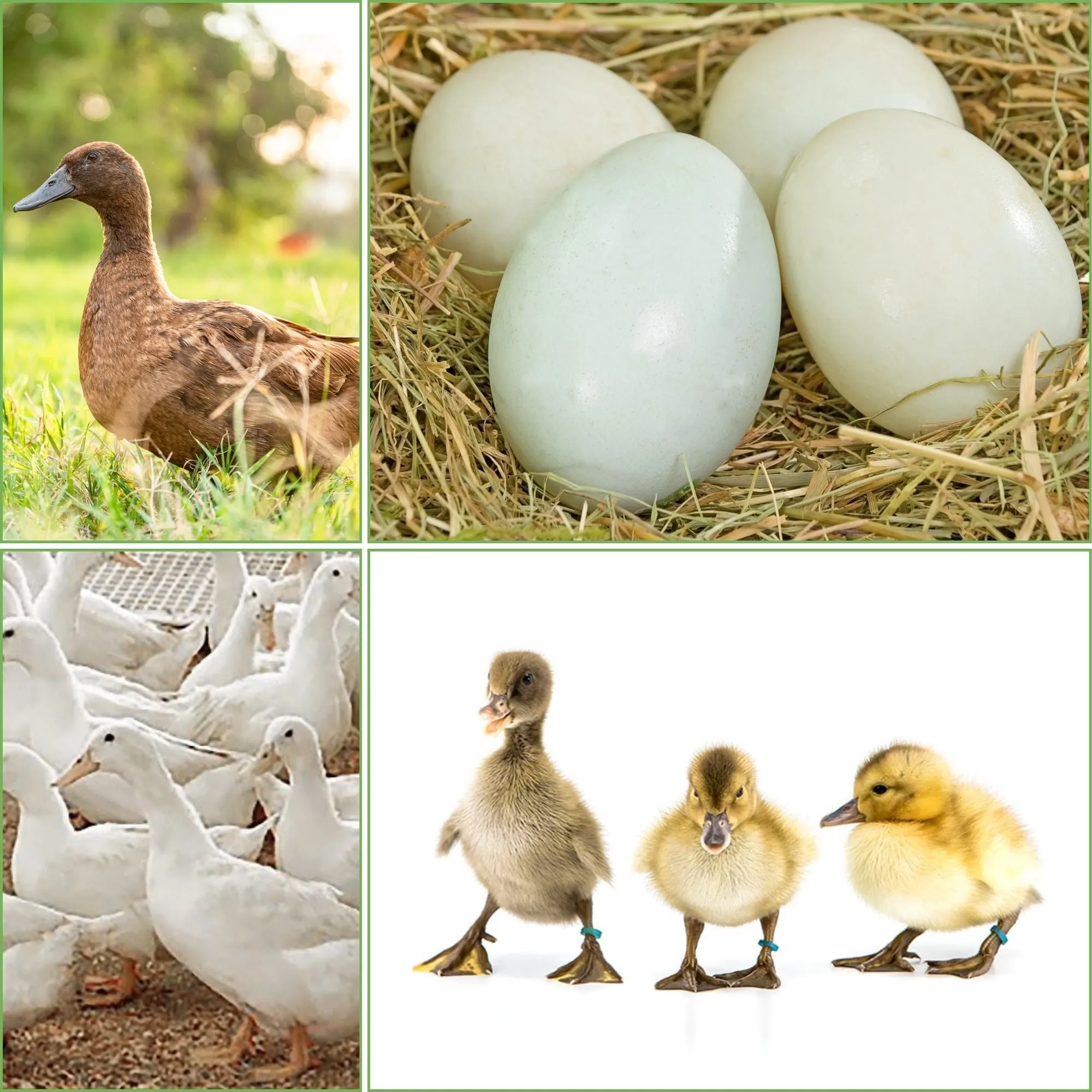 Ducklings: Mystery Duckling from Our Egg Layer Assortment