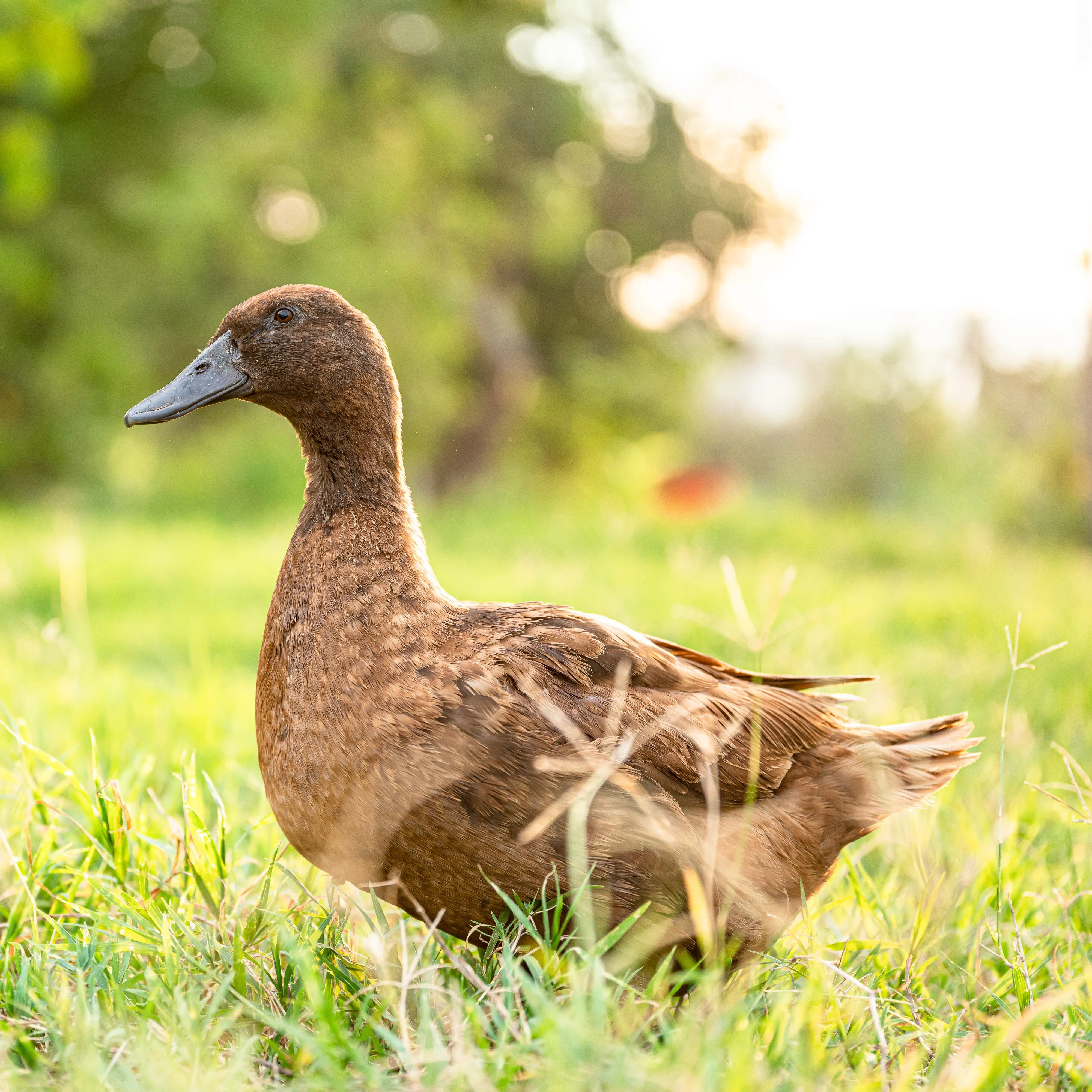 Ducklings: Mystery Duckling from Our Egg Layer Assortment