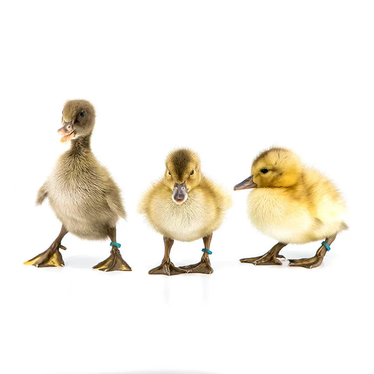 Ducklings: Mystery Duckling from Our Egg Layer Assortment