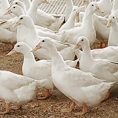 Ducklings: Mystery Duckling from Our Egg Layer Assortment