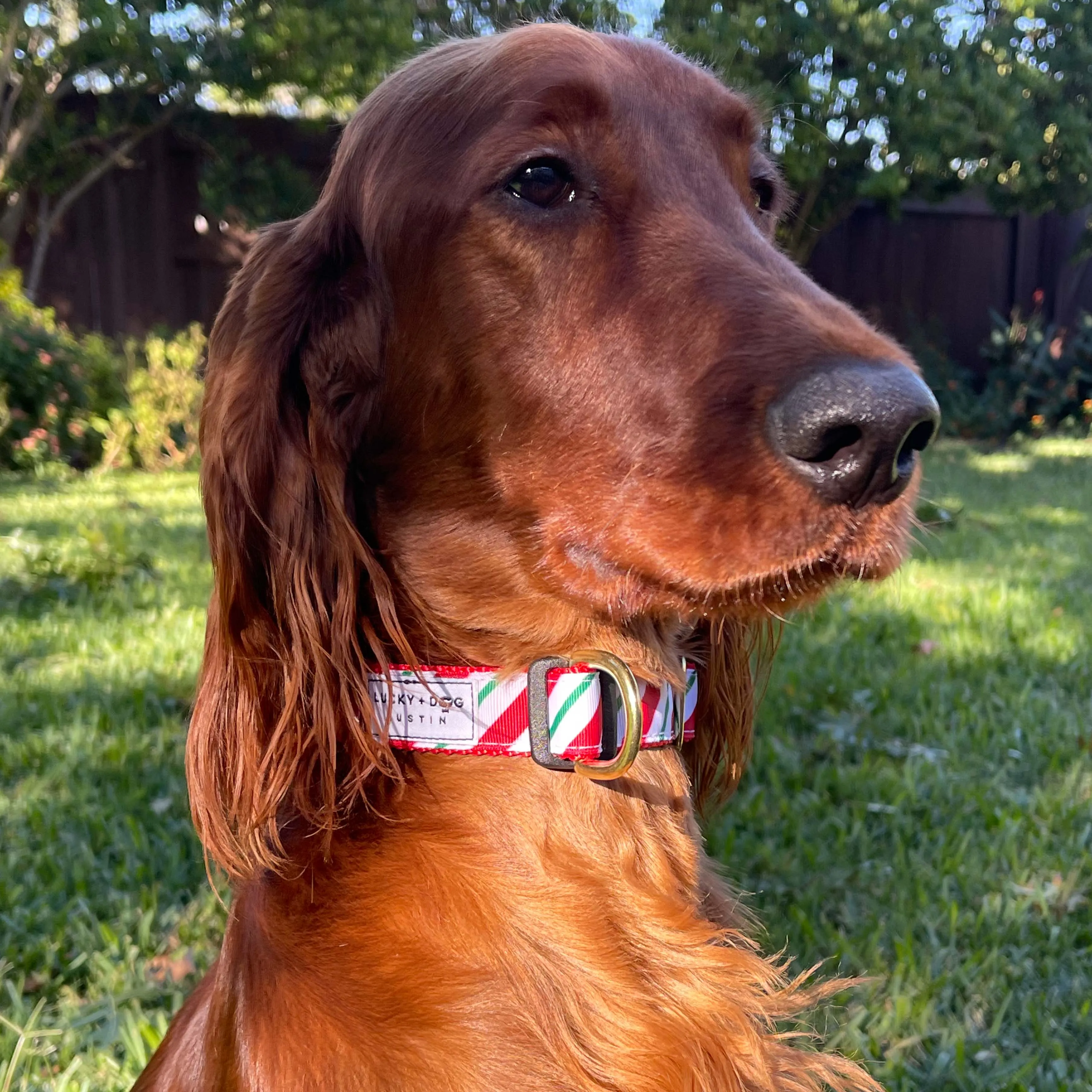 Fi Collar Band - Candy Cane Stripe
